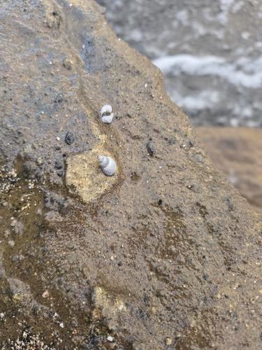 Littorina ziczac, 2026-08-29