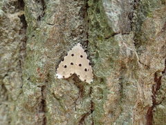 Metaemene atrigutta maculata