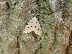 Metaemene atrigutta maculata