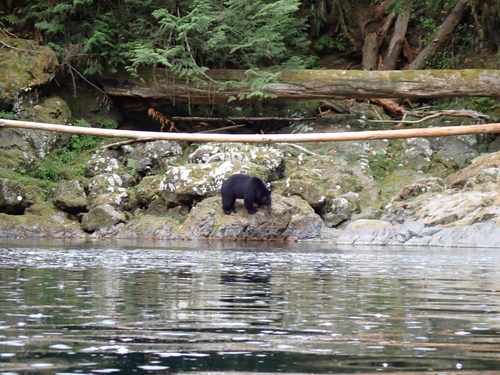 Black Bear sighting near Alberni-Clayoquot