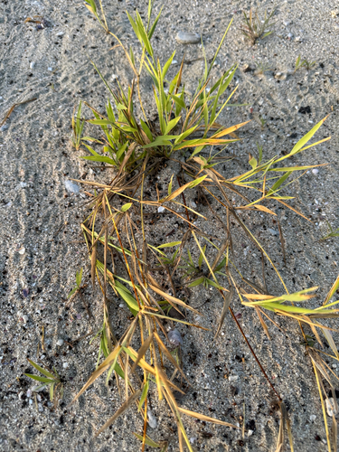 Stenotaphrum micranthum observed 2026-08-30
