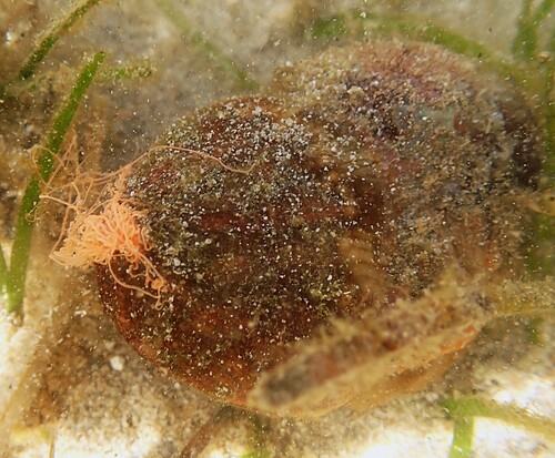 Calliactis polypus observed 2026-08-29