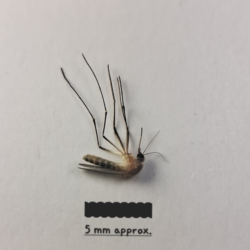 Southern House Mosquito