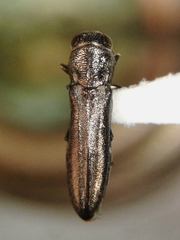 Agrilinae