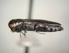 Agrilinae