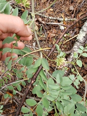 Hosackia crassifolia crassifolia