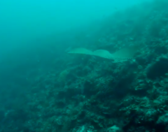 Aetomylaeus vespertilio