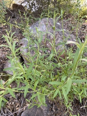 Baccharis plummerae plummerae