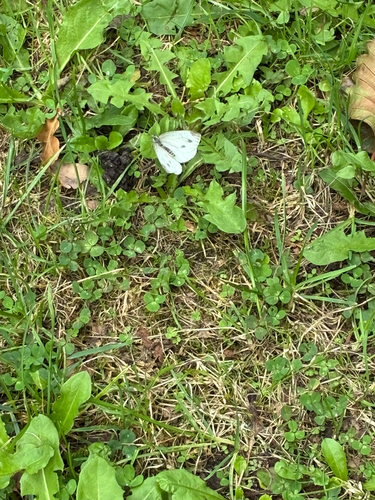 Green-veined White