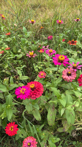 Elegant Zinnia