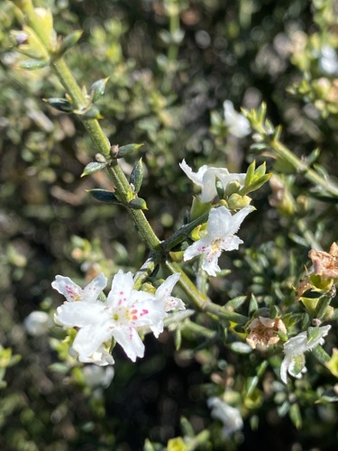 stiff westringia