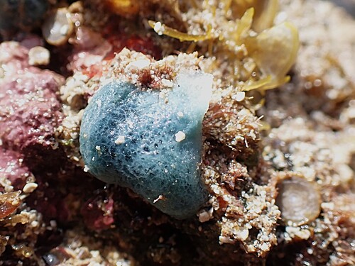 Haliclona caerulea observed 2026-08-29