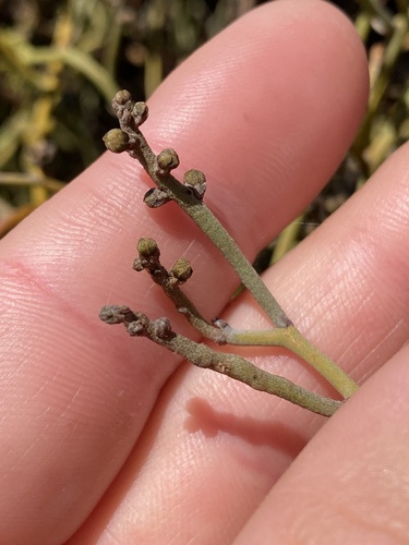 Coarse Dodder-laurel