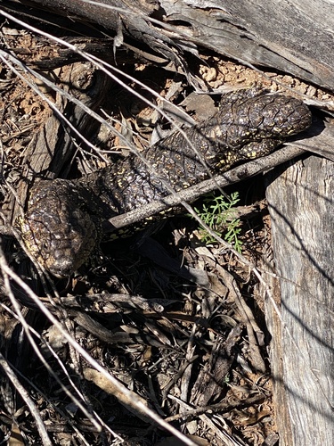 Eastern Shingleback