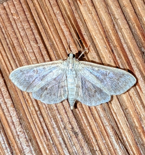 Northern Herpetogramma photo 3