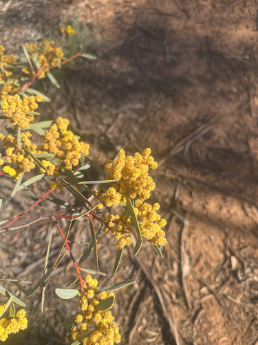 Acacia hakeoides observed 2026-08-30