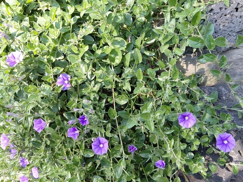 Blue Rock Bindweed