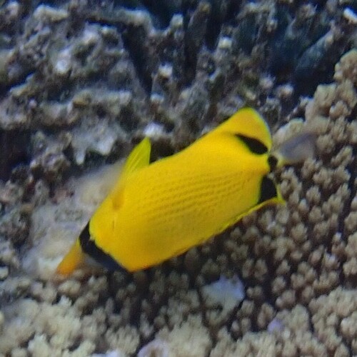 Chaetodon semeion observed 2026-08-28