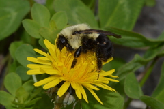 Bombus impatiens