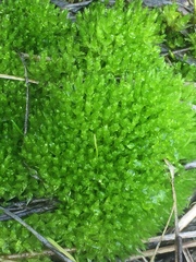Mnium stellare