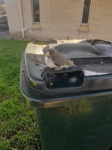 Noisy Miner