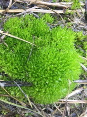 Mnium stellare