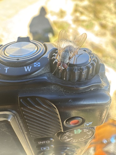 iNaturalist observation photo of Muscoid Flies