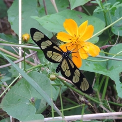 Methona themisto themisto