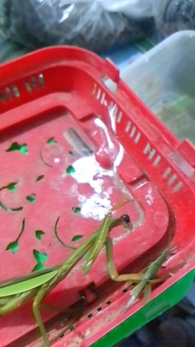 Chinese Mantis