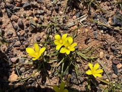 Moraea fugacissima, photograph (c) Andrew Allen, some rights reserved (CC BY)