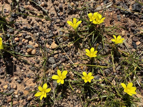 Moraea fugacissima, photograph 2