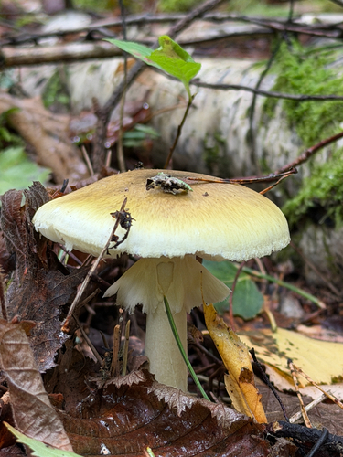 Deathcap