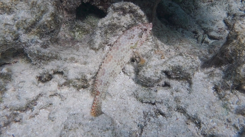 Epinephelus hexagonatus observed 2026-08-11