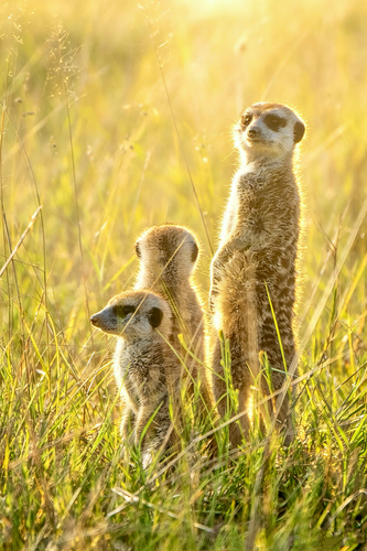 Meerkat
