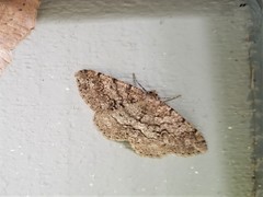 Melanolophia imitata