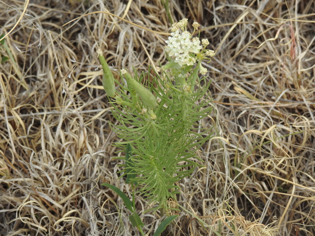 Asclepias pumila; photograph author not stated, no rights reserved