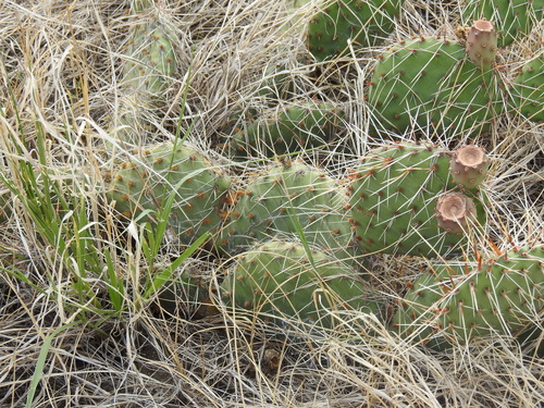 Opuntia cymochila, photograph 5