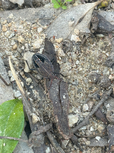 Poecilometis apicalis
