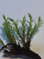 Mnium stellare
