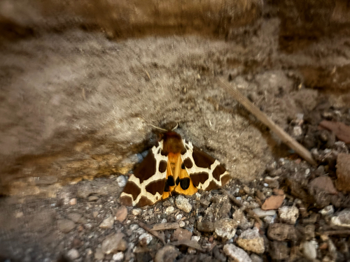 Garden Tiger