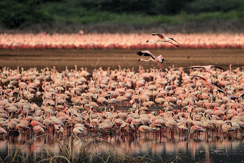 iNaturalist image
