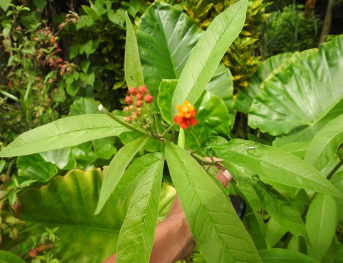 Asclepias curassavica image