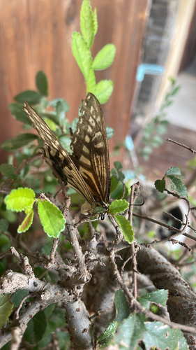 Chinese Yellow Swallowtail