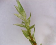 Mnium stellare