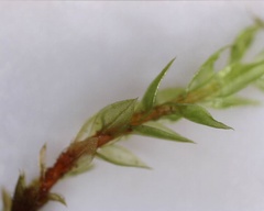 Mnium stellare