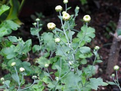 Chrysanthemum indicum