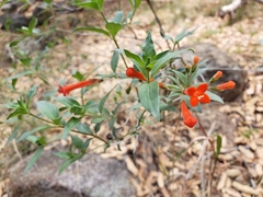 Bouvardia ternifolia