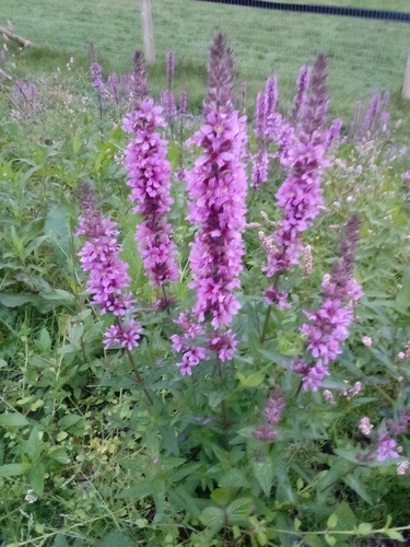 purple loosestrife