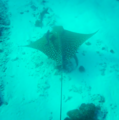 Aetomylaeus vespertilio