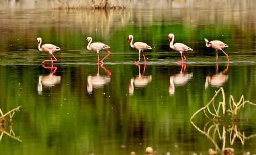iNaturalist image